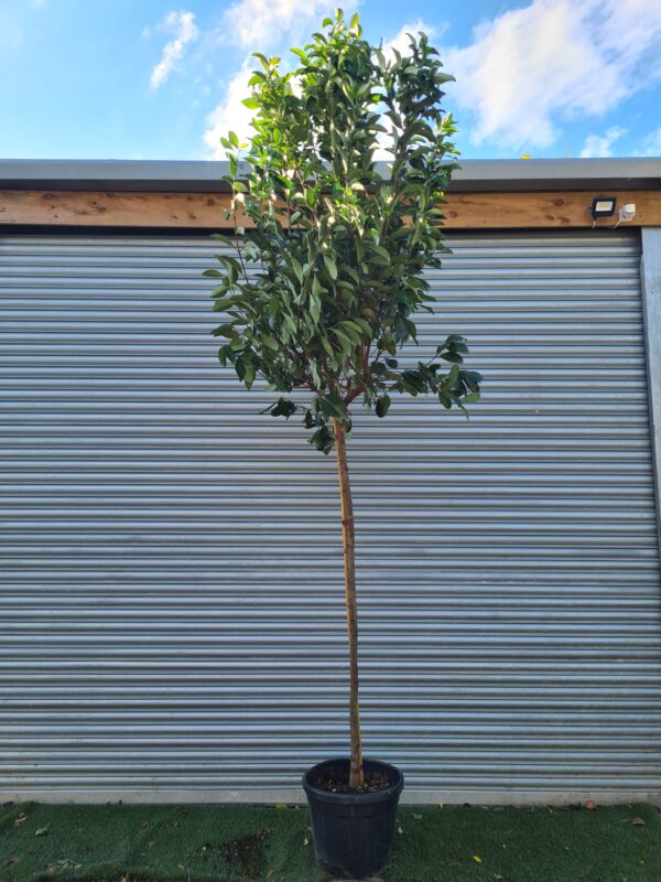 Viburnum lucidum Standard Tree