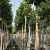 Magnolia × soulangeana Standard Tree - 70L 10-12cm girth, Standard