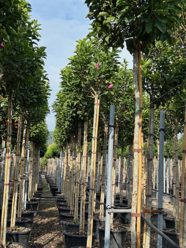 Magnolia × soulangeana Standard Tree