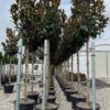 Magnolia grandiflora Little Gem Standard Tree - 45L 10-12cm girth Standard