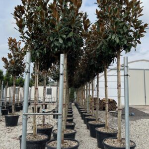 Magnolia grandiflora Little Gem Standard Tree