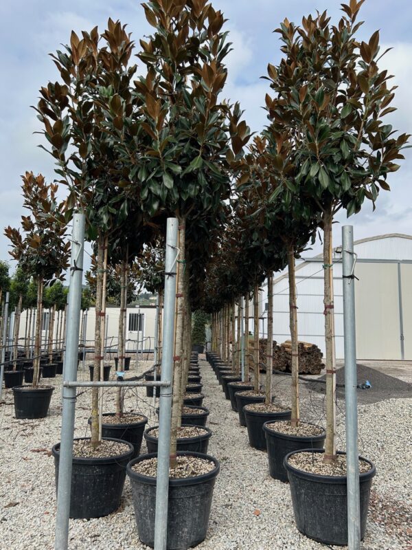 Magnolia grandiflora Little Gem Standard Tree