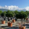 Pinus nigra 'Marie Bregeon' Half Standard - 70L Half standard, 80-90cm head