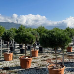 Pinus nigra 'Marie Bregeon' Half Standard