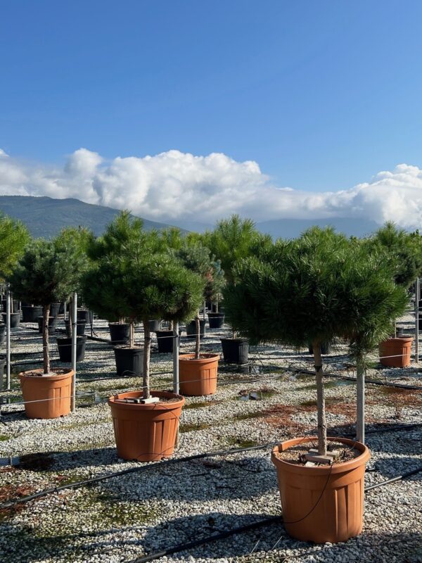 Pinus nigra 'Marie Bregeon' Half Standard