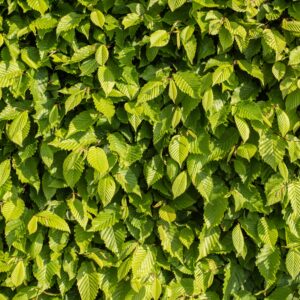 Fagus sylvatica / Beech hedging