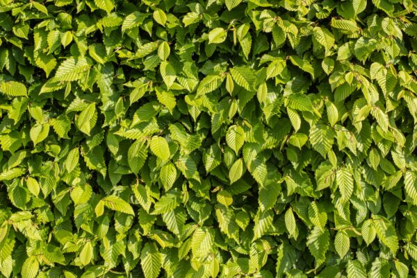Fagus sylvatica / Beech hedging