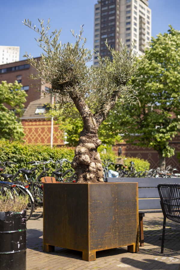 Corten Steel Andes Pot with feet