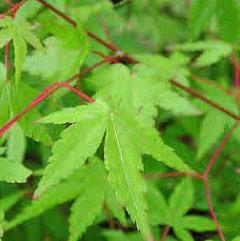 Acer palmatum 'Limelight'