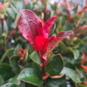 Photinia serr. 'Atropurpurea Nana' - 1/2 Standard