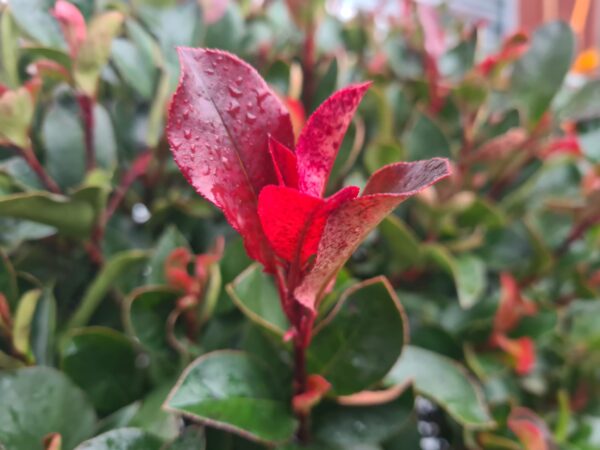 Photinia serr. 'Atropurpurea Nana' - 1/2 Standard