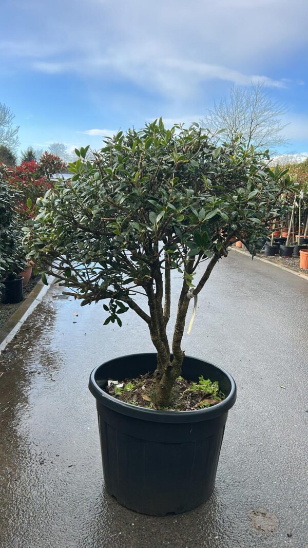 Osmanthus heterophyllus Parachute Form - Image 2