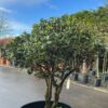 Osmanthus heterophyllus Parachute Form - 130L 125-150cm
