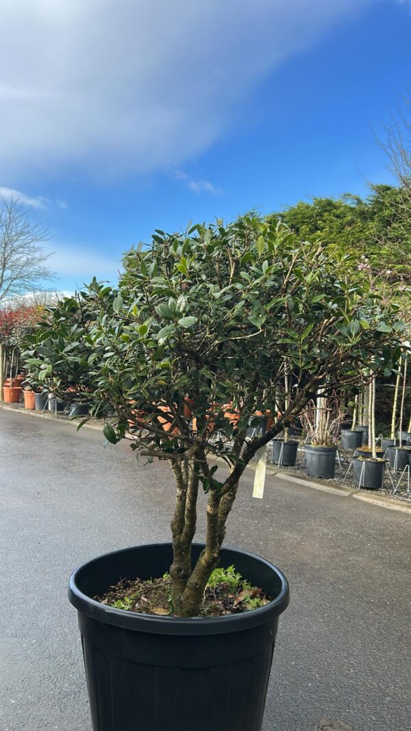 Osmanthus heterophyllus Parachute Form