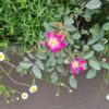 Rosa glauca - 3L