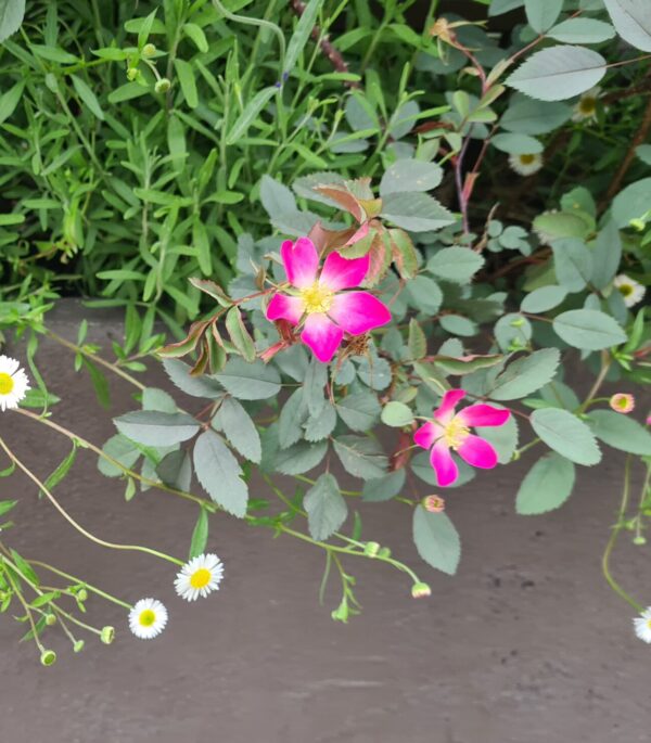 Rosa glauca