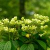 Viburnum plicatum Kilimanjaro - 5L