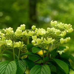 Viburnum plicatum Kilimanjaro