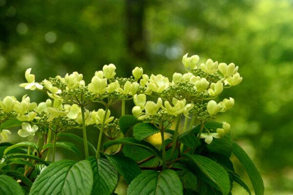 Viburnum plicatum Kilimanjaro