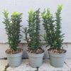 Euonymus japonicus 'Green Spire' - 1L