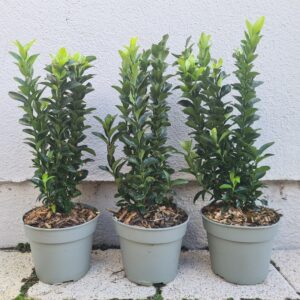 Euonymus japonicus 'Green Spire'