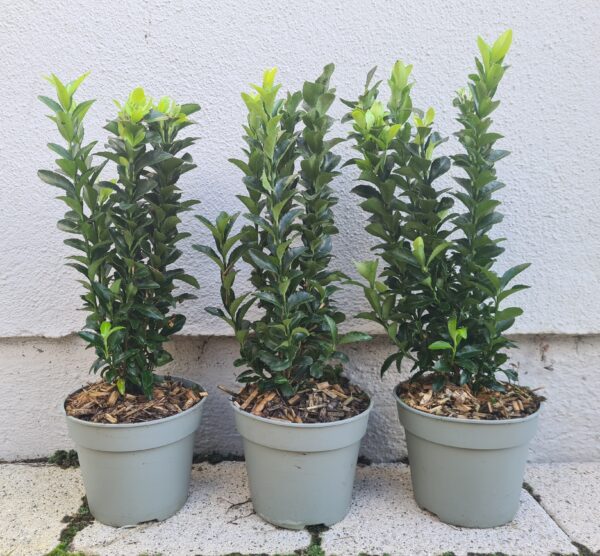 Euonymus japonicus 'Green Spire'