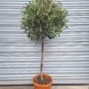Photinia serr. Louise - 1/2 Standard - 30L 8-10cm girth, 70-80cm head, 1/2 Standard