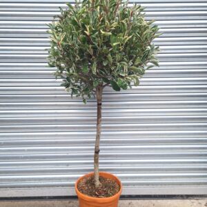 Photinia serr. Louise - 1/2 Standard
