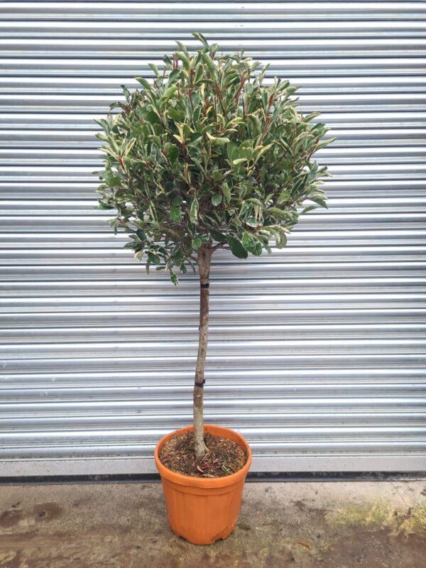 Photinia serr. Louise - 1/2 Standard