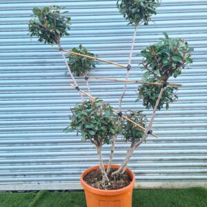 Photinia × fraseri Compacta PomPom