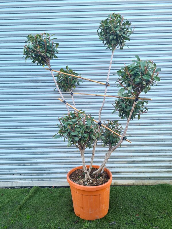 Photinia × fraseri Compacta PomPom