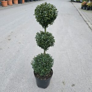 Buxus semp trio ball