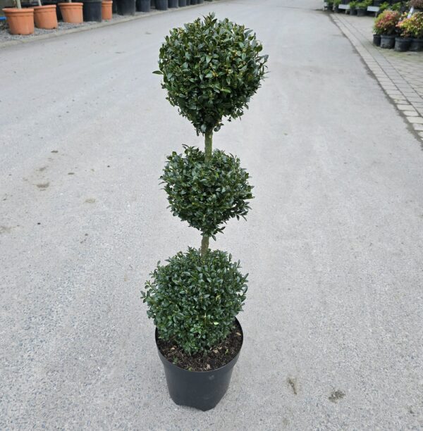 Buxus semp trio ball