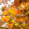 Fagus sylvatica 'Atropunicea' specimen multistem - 110L 200-250 multistem