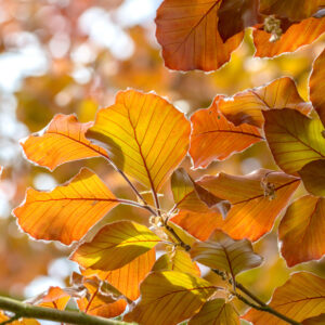 Fagus sylvatica 'Atropunicea' specimen multistem