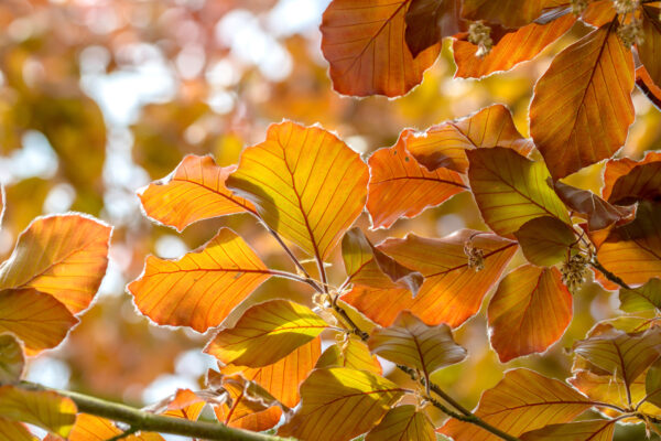 Fagus sylvatica 'Atropunicea' specimen multistem
