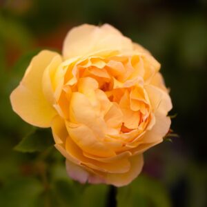 Rosa 'belle de jour'