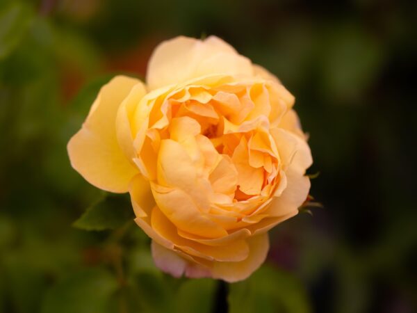 Rosa 'belle de jour'