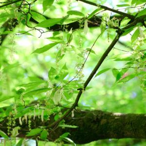 Acer Carpinifolium specimen multistem