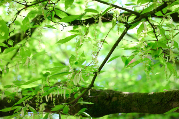 Acer Carpinifolium specimen multistem