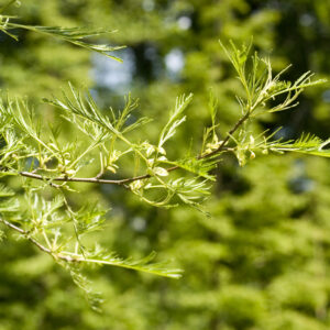 Alnus glutinosa 'Imperialis' specimen multistem