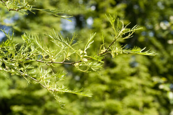 Alnus glutinosa 'Imperialis' specimen multistem