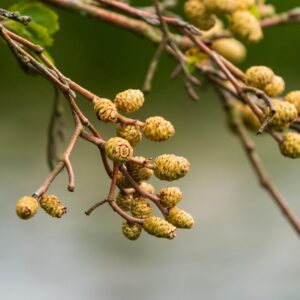 Alnus incana 'aurea' specimen multistem