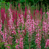 Lythrum salicaria 'blush' - 2L