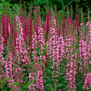 Lythrum salicaria 'blush'