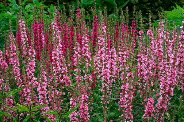 Lythrum salicaria 'blush'