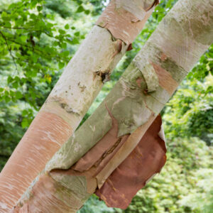 Betula ermanii specimen multistem