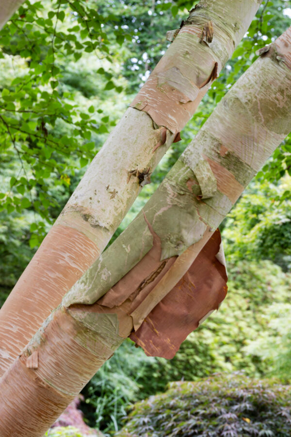 Betula ermanii specimen multistem