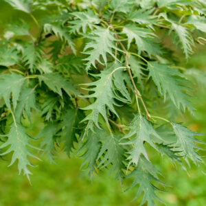 Betula pendula 'laciniata' specimen multistem