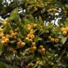 Crataegus 'stipulacea' specimen multistem - 110L 200-250 multistem
